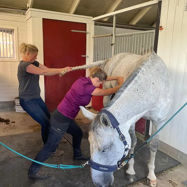Elin och en människa till masserar en häst i stallgången
