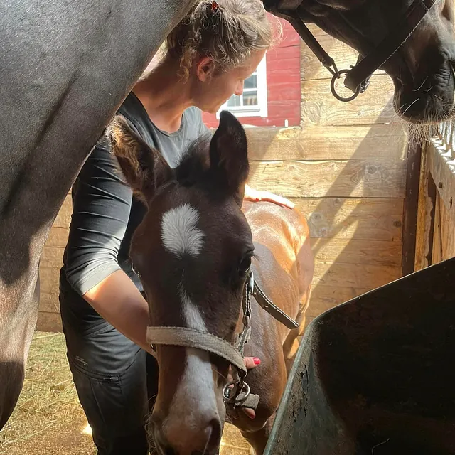 Elin tillsammans med ett sto och hennes föl